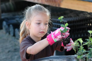 volunteer opportunities students plant